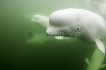 Underwater view of young Beluga Whale pod swimming near mouth of Hudson Bay  Churchill  Manitoba  Canada