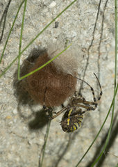 Wasp Spider covering her laying a brown silk - France