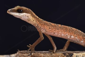 Cat gecko (Aeluroscalabotes felinus felinus)  Malaysia
