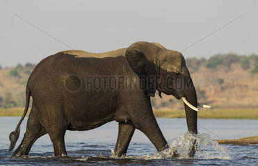 African Elephant crossing the Chobe river - Botswana