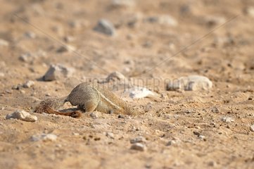Cape ground squirrel (Xerus inauris) digging  Etosha  Namibia