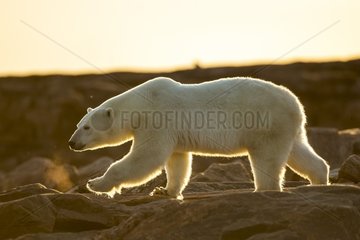 Setting midnight sun lights Polar Bear (Ursus maritimus) walking along rocky shoreline by Hudson Bay  Nunavut Territory  Canada