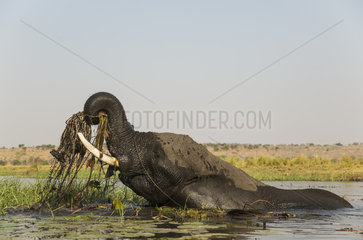 African Elephant eating in the Chobe river - Botswana