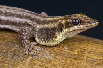 Pronk's day gecko (Phelsuma pronki)  Madagascar