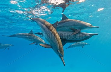 Spinner dolphins (Stenella longirostris) mating  Sataya reef   Red Sea  Egypt