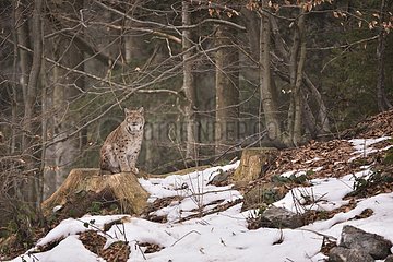 Eurasian lynx sitting in forest in winter  Bayerischer Wald Park; Germany