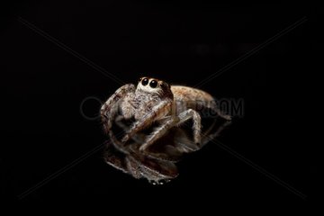a small jumping spider shot on a black glass table. Australia