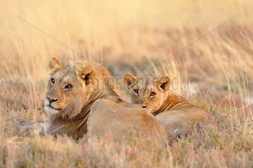 Lion and Lioness lying in savanna  Etosha  Namibia