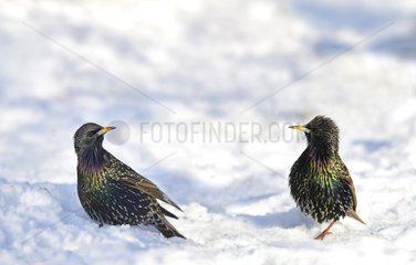 Common Starlings (Sturnus vulgaris) in snow  January 20th 2016  Northern Vosges Regional Nature Park  declared a World Biosphere Reserve by UNESCO  France