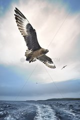 Great skua (Stercorarius skua) in flight  Shetland  UK