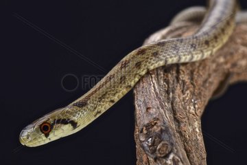 Italian Aesculapian Snake (Zamenis lineatus)  Italy