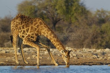 Southern Giraffe (Giraffa camelopardalis giraffa) - Male  drinking at a waterhole. Etosha National Park  Namibia.