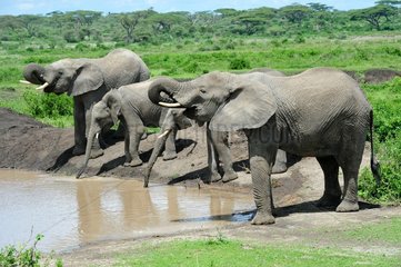 Tanzania. Ngorongoro Conservation Area. Elephants drinking at a water hole in Ndutu.