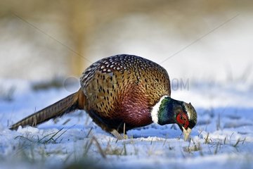 Pheasant (Phasianus colchicus) searching for food in a snowy field