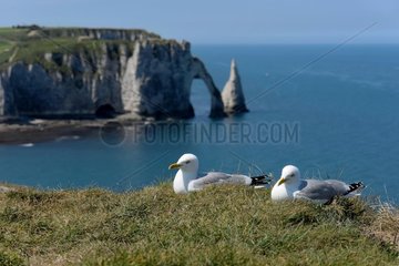 Herring Gull (Larus argentatus). Couple on the edge of the cliffs. Etretat  Normandy  France