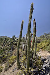 Typical vegetation of scrub - La Campana Chile