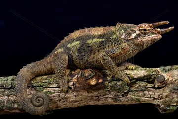 Werner's Three-Horned Chameleons (Trioceros werneri)  Tanzania