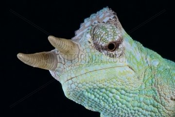Cameroon sailfin chameleon (Trioceros montium)  Cameroon