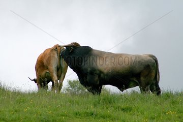 Aubrac cow and bull at love season Aubrac Lozère