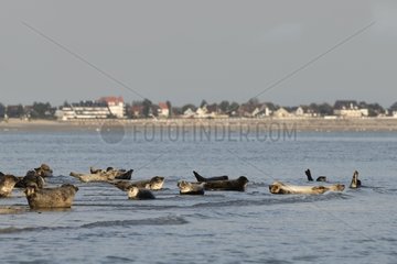 Seals in the Bay of Somme