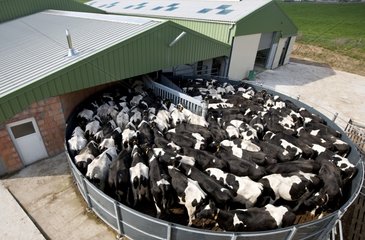 Holstein Kühe in einem Wartebereich vor dem Melken