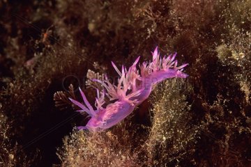 Pink Nudibranch am Boden der Bucht von Antibes Frankreich