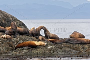 Steller's sea lions resting Johnstone Strait Canada