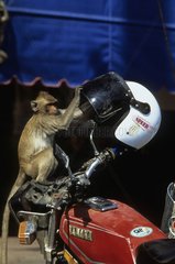Long tailed macaque playing with a moto helmet Thailand