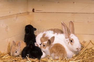 Kaninchen und seine alten jungen Kaninchen von 3 Wochen