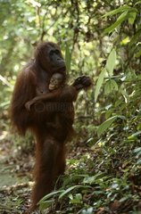 Femelle Orang-outan et son jeune Kalimatan Indonésie