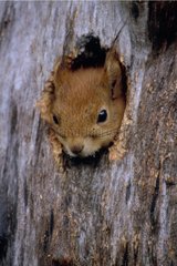 Eurasischer Red Eichhörnchen mit dem Nest in einem Baumstamm Frankreich