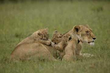 Lionne et lionceaux dans la savane Masaï Mara Kenya
