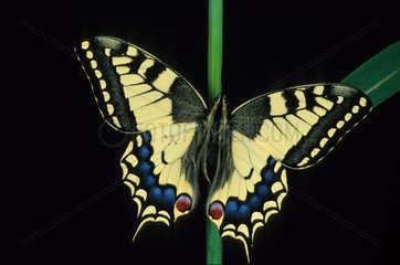 Old World Swallowtail posed on a stem