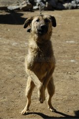 Hundefarm in Moso in Yunnan China