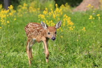 Young White-tailed deer walking in the grass Minnesota USA