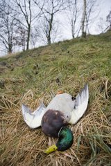 Dead wild duck in a meadow France