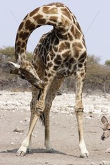 Giraffe kratzte das Bein während seiner Toilette Etosha