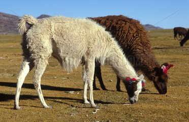 Deux Lamas paissant sur les bords du lac salé Uyuni Bolivie
