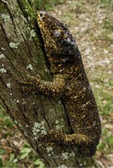 Male New Caledonian Giant Gecko camouflaged New Caledonia