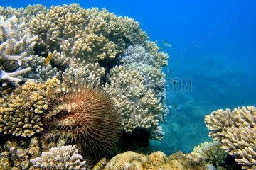 Astéries Crown of Thorns verschlingt eine Korallen Mayotte