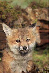 Portrait of Young Red Fox 7 weeks Montana USA
