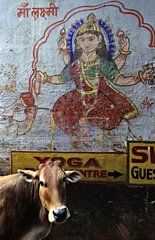 Heilige Kuh vor einem PortrÃ¤t von Shiva India