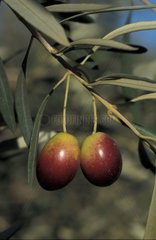 Olives in the course of maturation on a branch in December