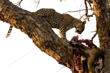 African Leopard eating a carrion NP Chobe Botswana
