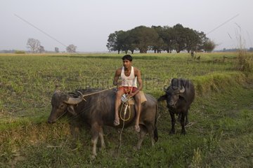 HerdsmanTaru riding a Buffalo Terai Uttar Pradesh India
