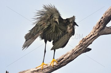Black Heron on a tree branch in Botswana