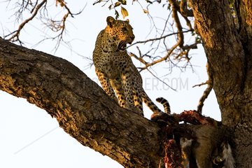 Amur leopard near a carrion NP Chobe Botswana