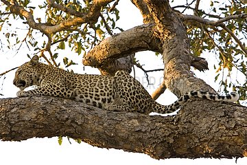 Amur leopard in a tree NP Chobe Botswana