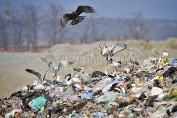 Biodiversity in the dump