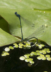 Azur damselfly female laying in water - France